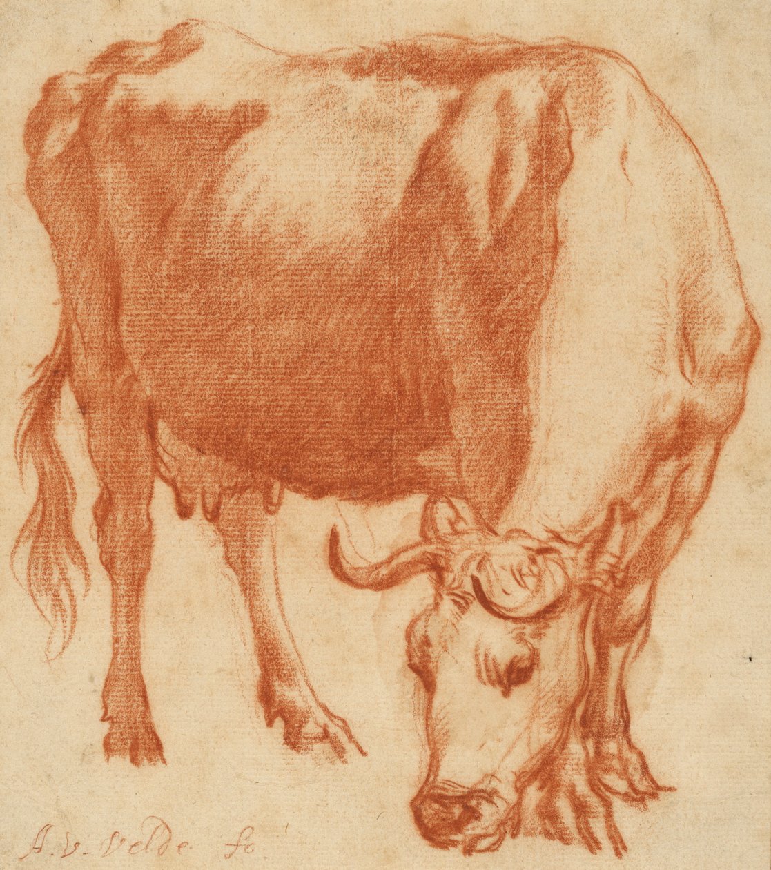En ku på beite, ca. 1663 (rød kritttegning) av Adriaen van de Velde