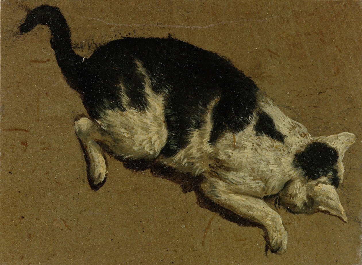 Katt ovenfra (børstetegning) av Adriaen van de Velde