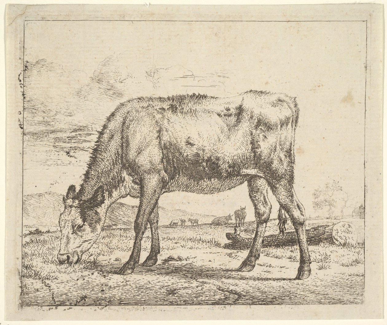 Beitende kalv, fra forskjellige dyr, 1658. av Adriaen van de Velde