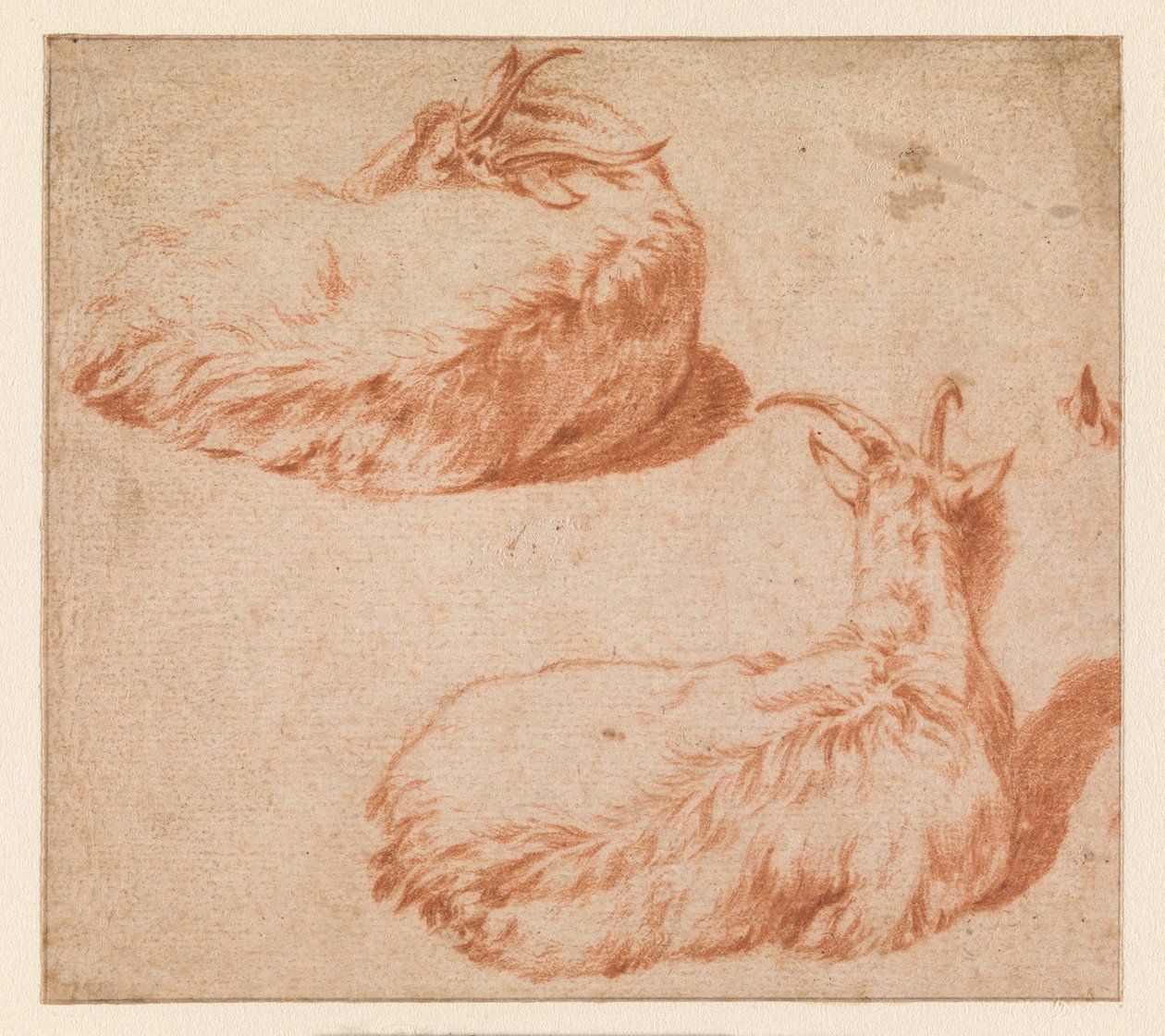 To studier av en liggende geit, sett bakfra (verso). Stående geit (mottrykk) av Adriaen van de Velde