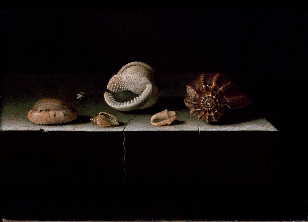 Seks skjell på en steinhylle, 1696 av Adrian Coorte