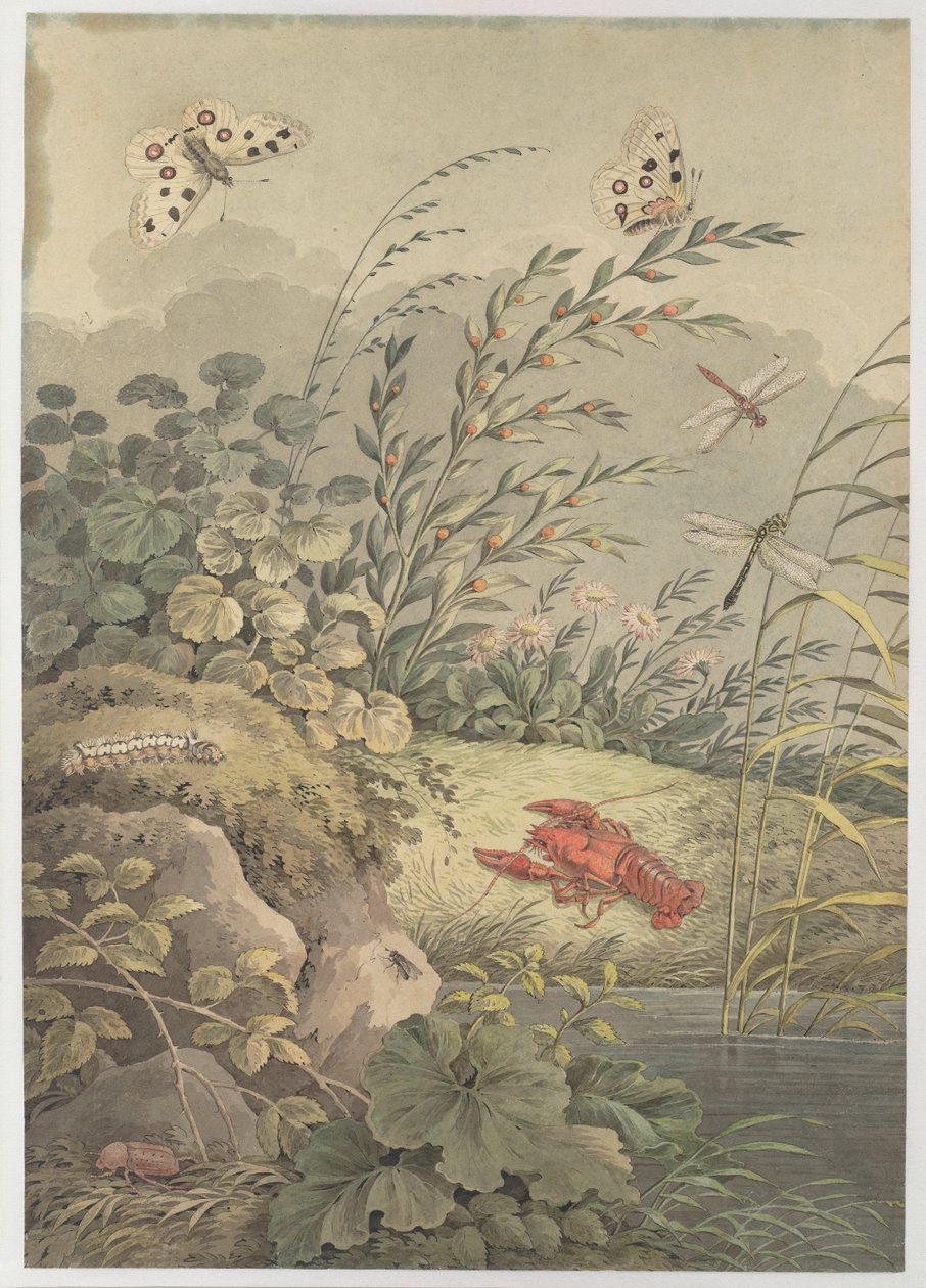 Vannstykke med krabbe, sommerfugler, øyenstikkere og havtorn, ca. 1800. av Adrian Zingg