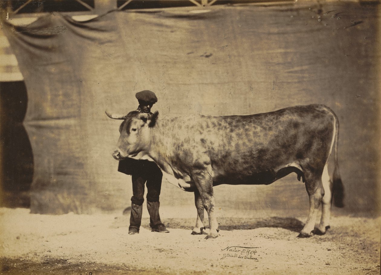 Garonnaiseku, 5 til 6 år gammel, 1856. av Adrien Alban Tournachon