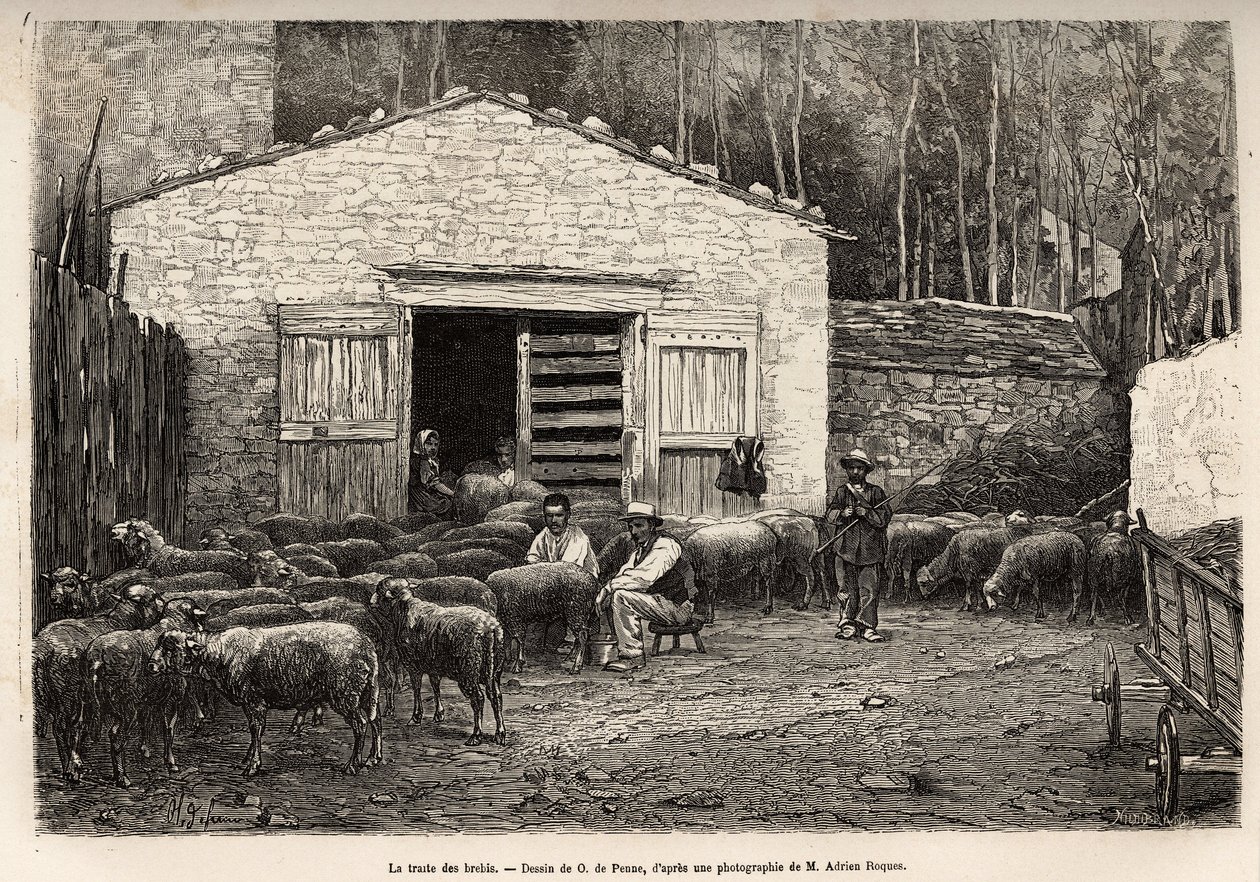 Sauehandelen, hele gårdens ansatte var ansatt i denne oppgaven, gutt, tjener, under tilsyn av gjeteren, gravering etter tegning av A.Marie, illustrerer en reise til Roquefort og dens omgivelser, av Adrien Roques og Jules Charton, av Adrien Emmanuel Marie
