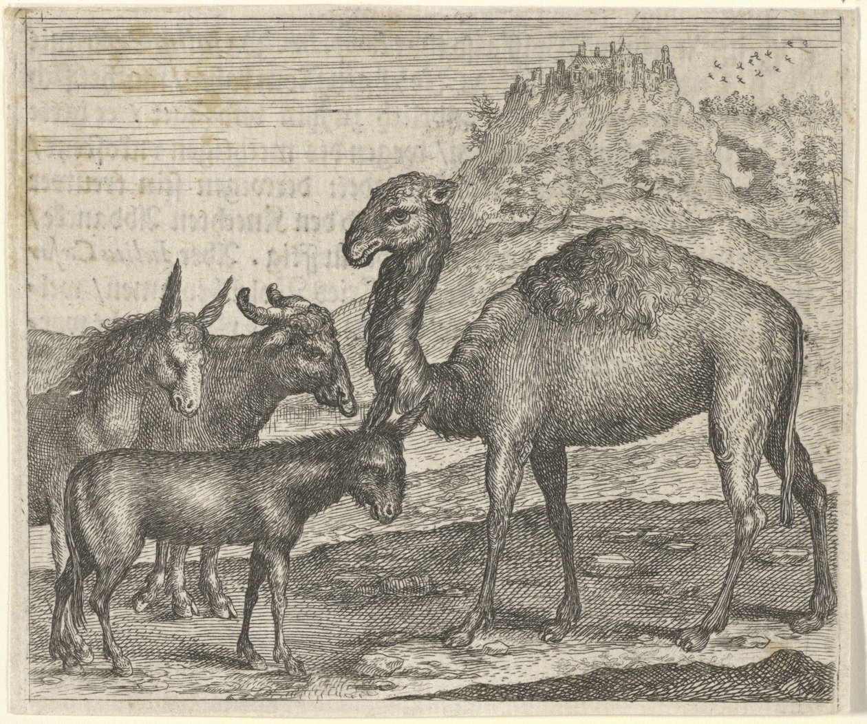 Fabel om eselet, bøffelen, kamelen og muldyret av Egidius  Sadeler (II)