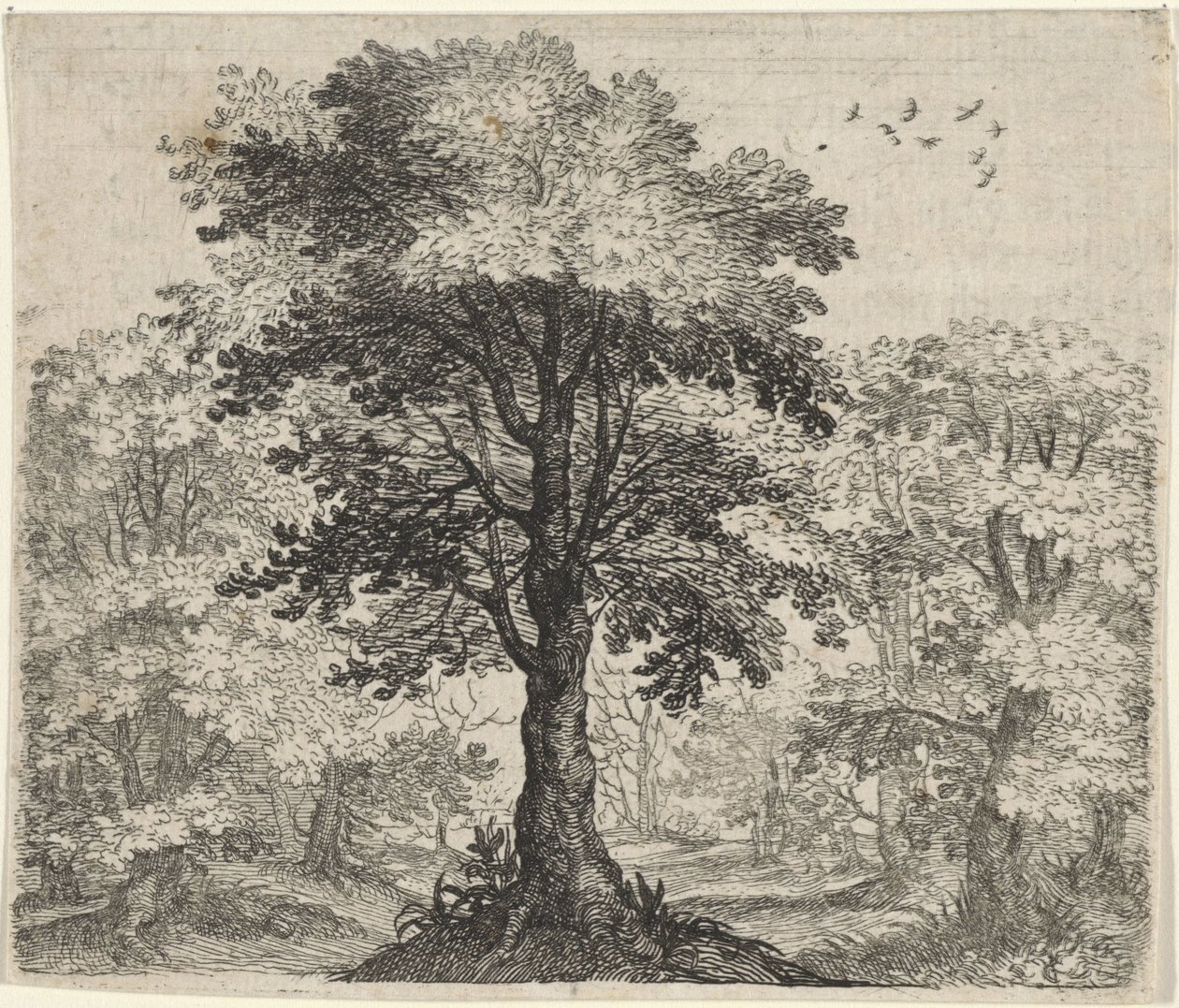 Fabel om alm og eik av Egidius  Sadeler (II)