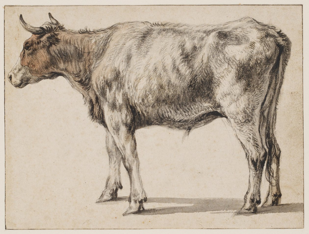 En stående ung okse av Aelbert Cuyp