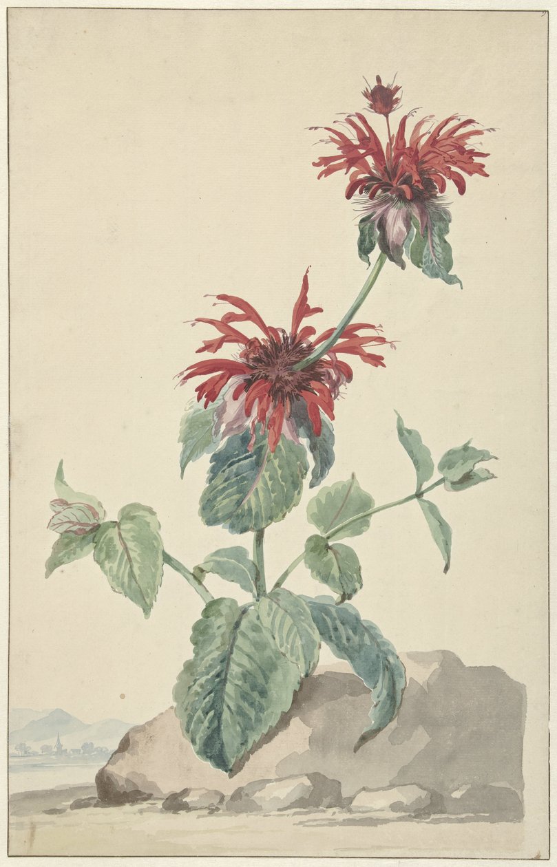 En rød bergamott i et landskap av Aert Schouman (circle of)