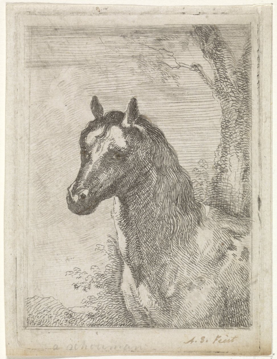 hestehode av Aert Schouman (signed by artist)