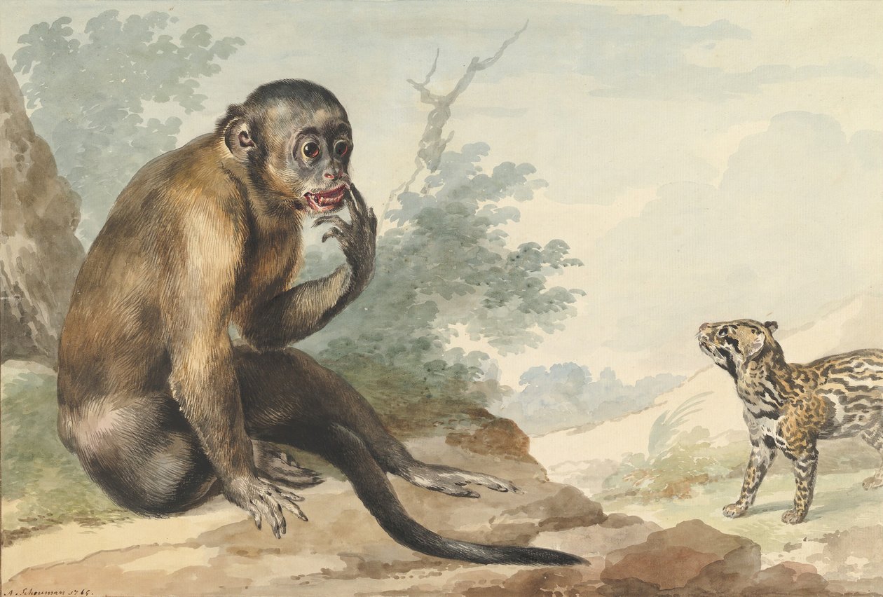 En ape som sitter på en stein og ser på en sivet, 1764. av Aert Schouman