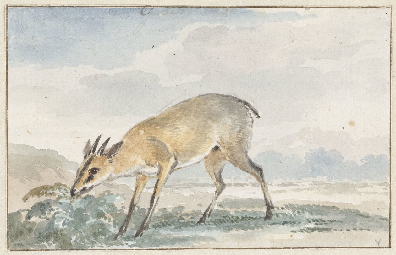 Perlehøne eller Sylvicapra Grimmia av Aert Schouman