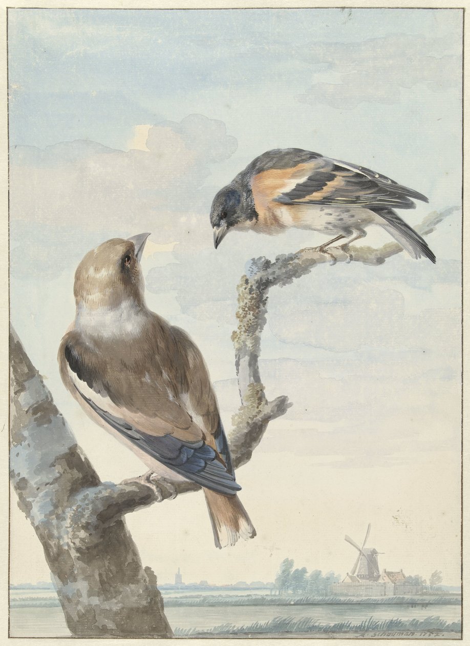 To fugler: en håfink (Coccothraustes coccothraustes) og en hold (Fringilla montifringilla) av Aert Schouman
