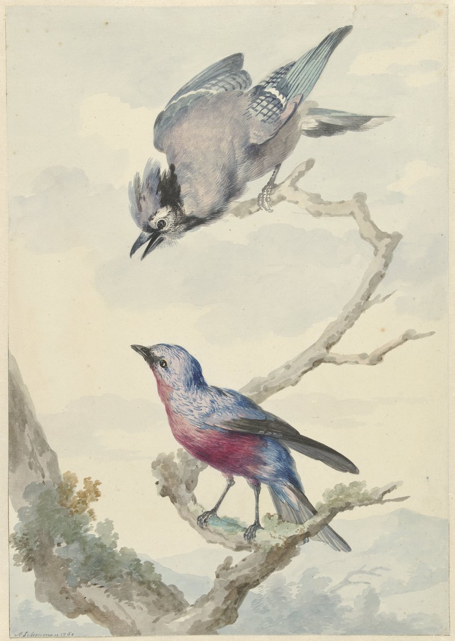 To fugler: en blårøye og en lillabryst cotinga av Aert Schouman
