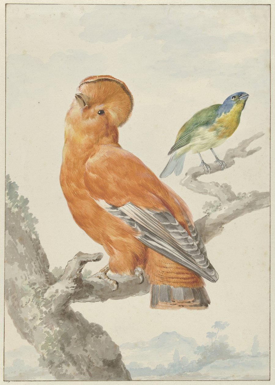 To eksotiske fugler To fugler: en oransje fjellhane (Rupicola rupicola) og en regnbuespurv (Passerina leclancherii) av Aert Schouman
