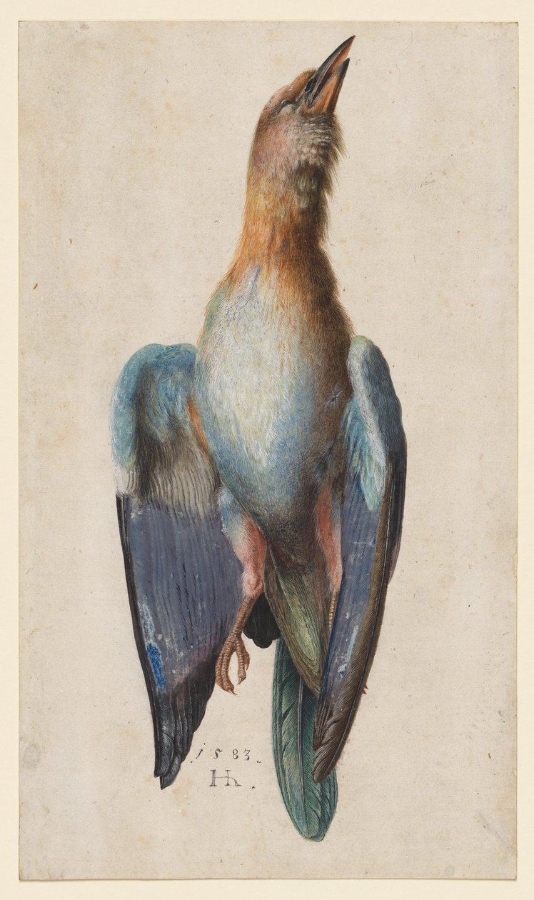 Dead Blue Roller av After Albrecht Dürer