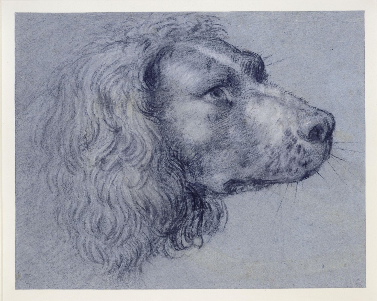 Hodestudie av en spaniel av Agostino Carracci