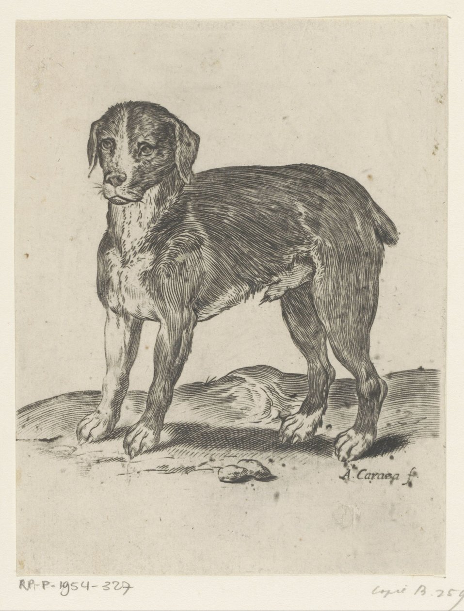 stående hund av Agostino Carracci