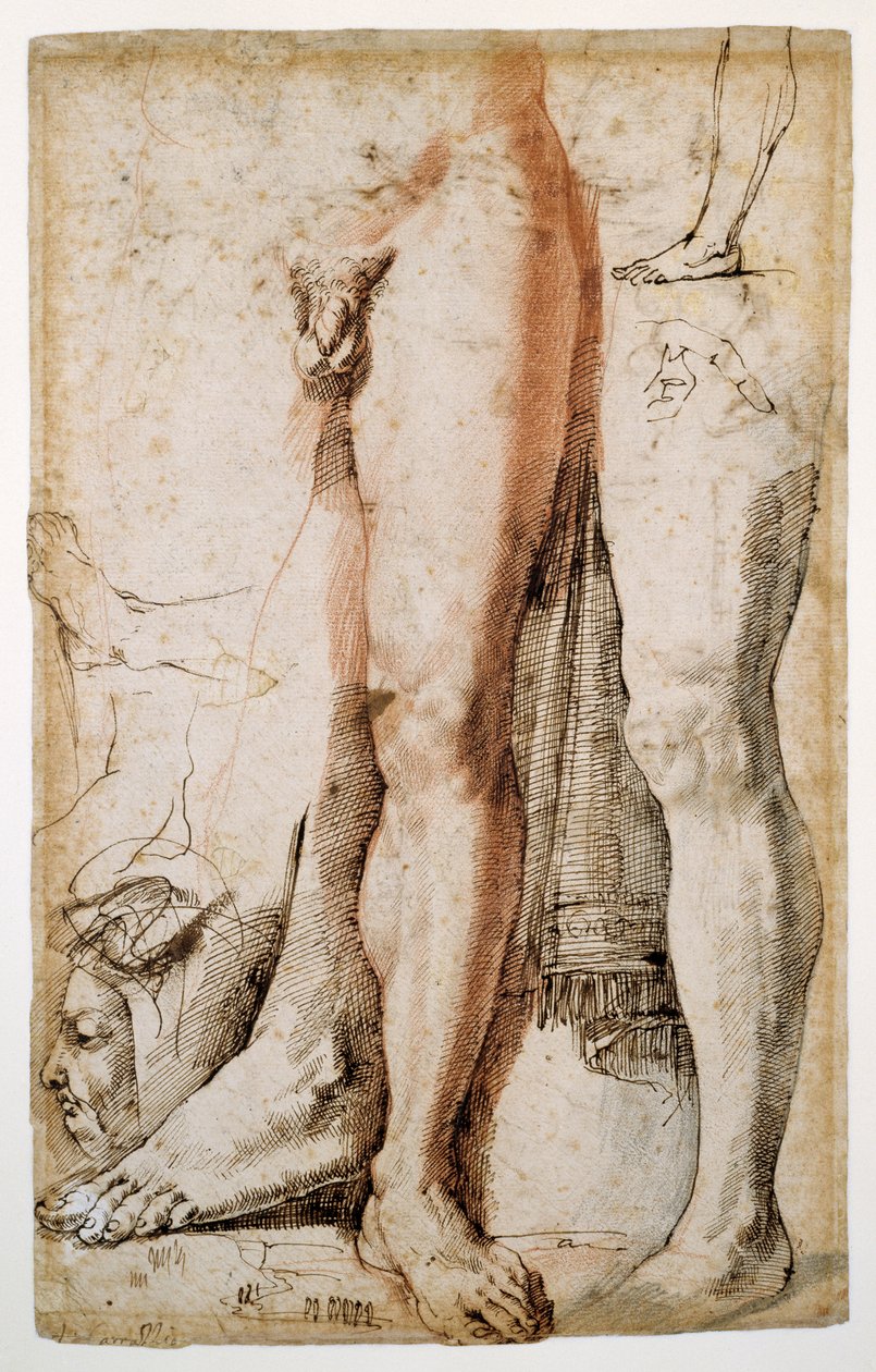 Studier av en manns venstre ben, en venstre hånd og en manns hode i profil (rødt kritt forsterket med penn og brunt blekk, på kremtrådpapir) av Agostino Carracci