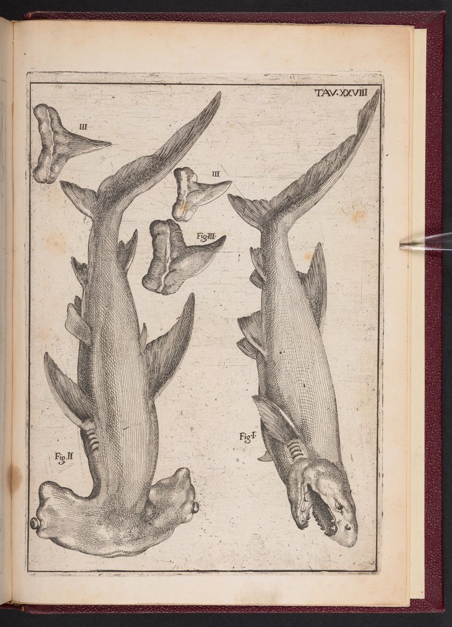 "Cow Fish", "Crutch Fish", "Crutch Fish