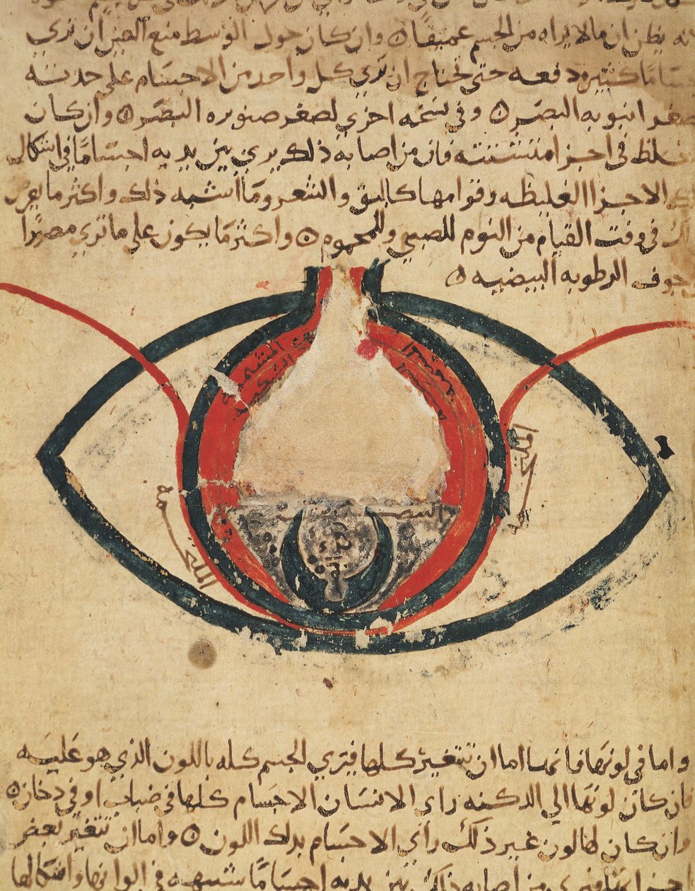 Anatomy of the Eye, fra en bok om øyesykdommer av Al Mutadibi