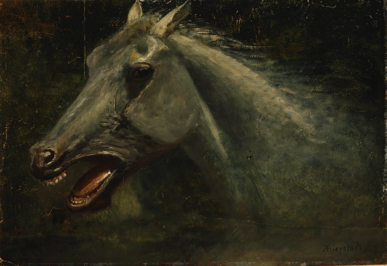 En vill hingst av Albert Bierstadt