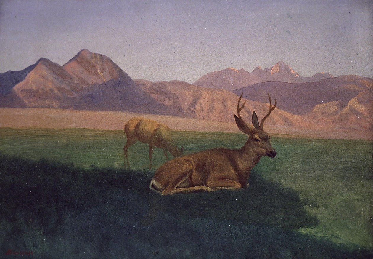 Hjort av Albert Bierstadt