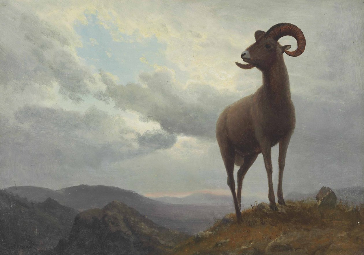 Langhårede sauer av Albert Bierstadt