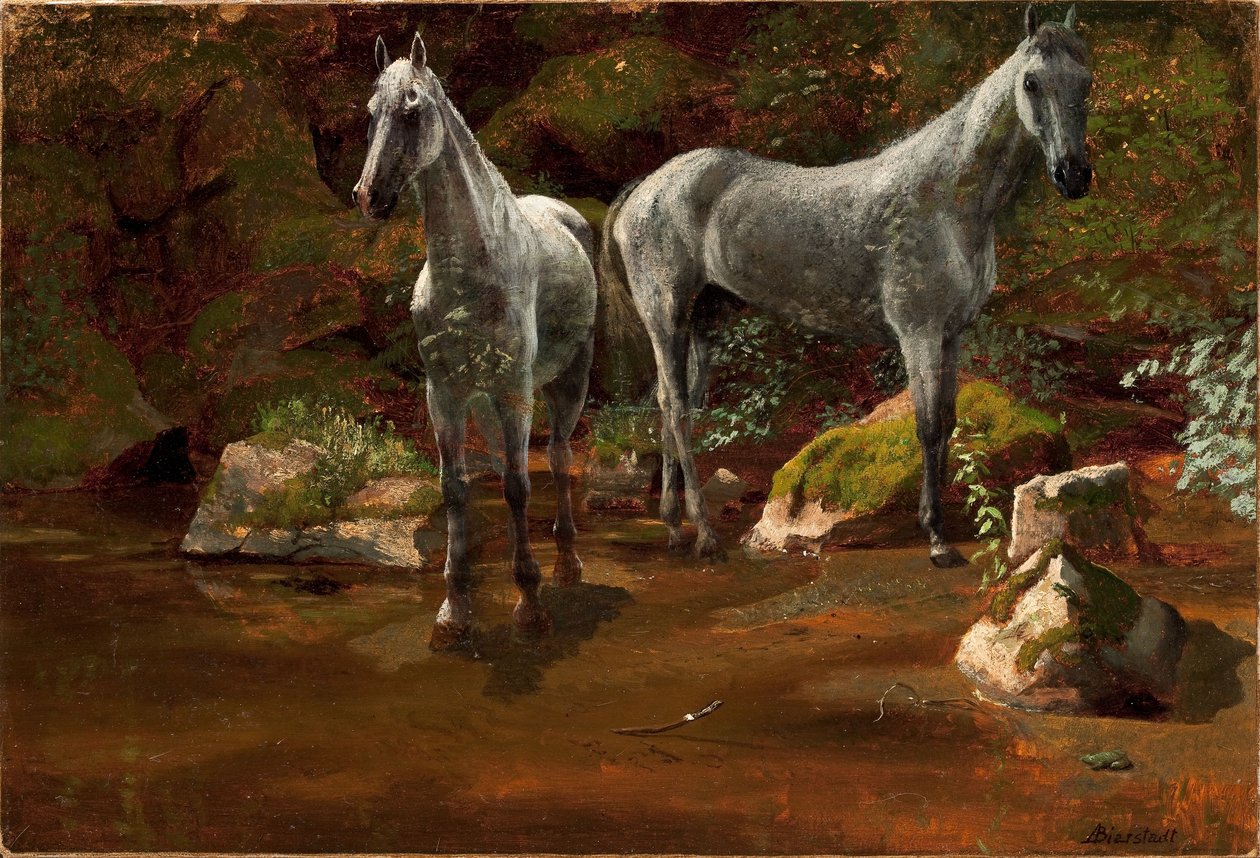 Studie av ville hester av Albert Bierstadt