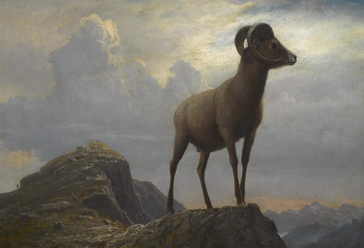 Studie av en Bighorn -vær av Albert Bierstadt