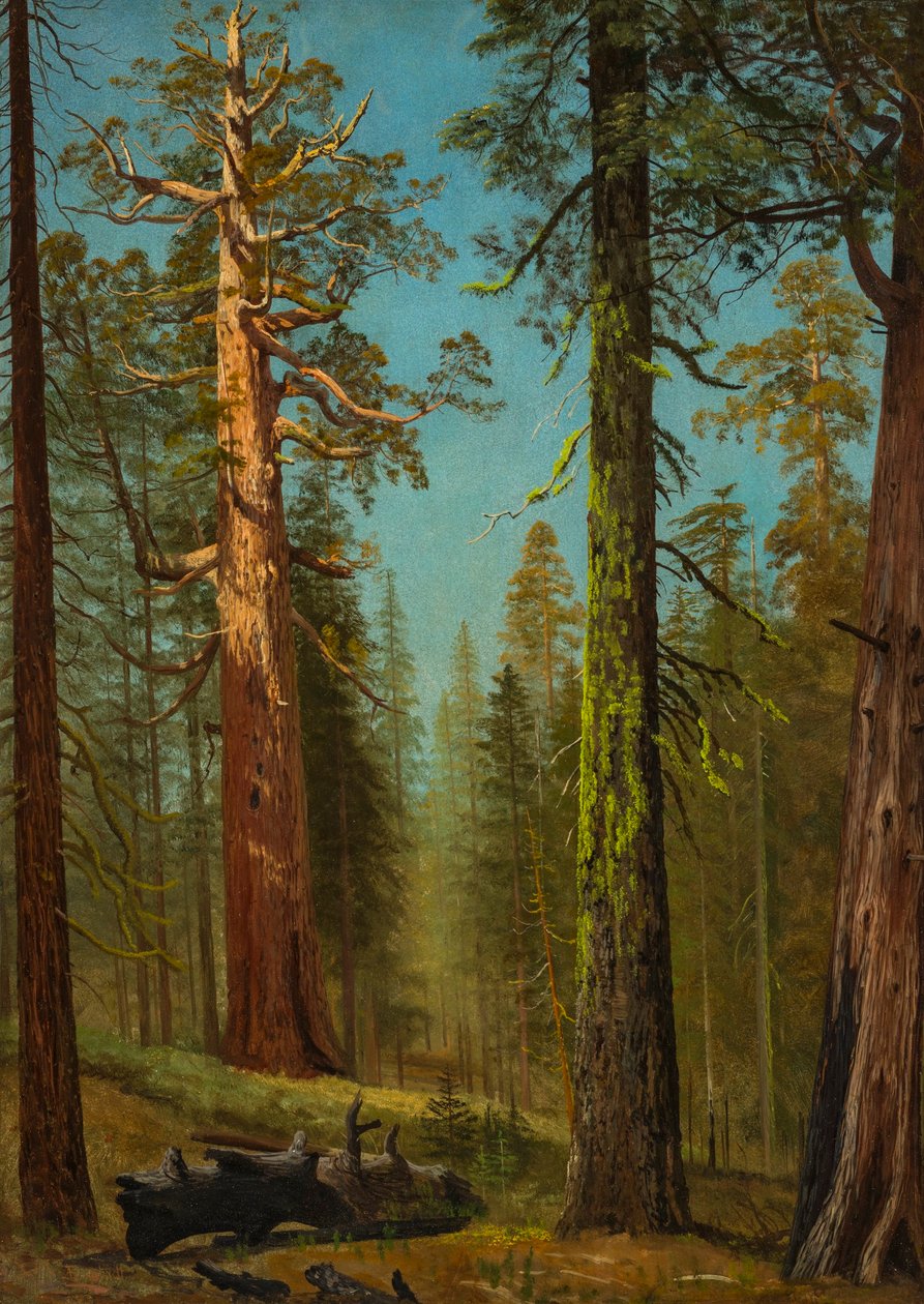 The Grizzly Giant Sequoia, Mariposa Grove, California av Albert Bierstadt