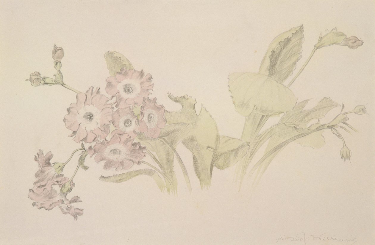 Auricula (wc og blyant på papir) av Albert Williams