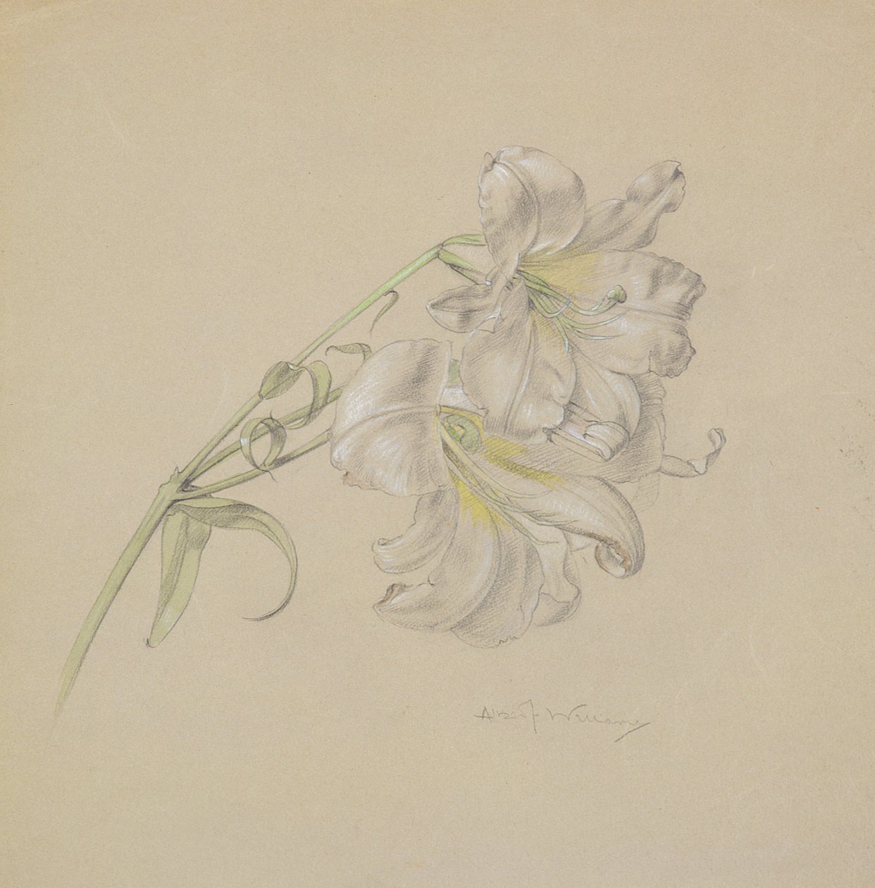 Lily (wc, kritt og blyant på papir) av Albert Williams