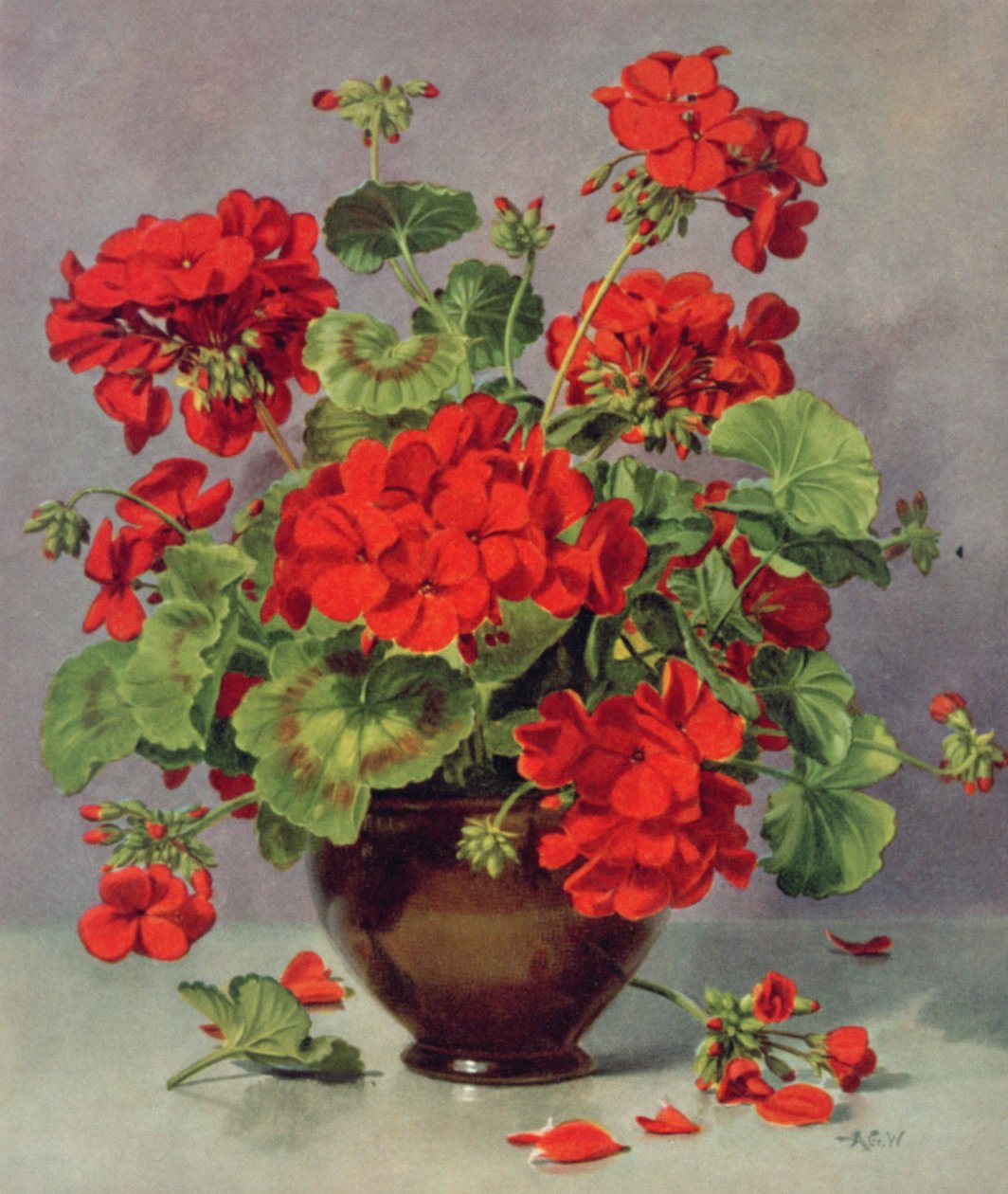PB273 Geranium i en vase av lertøy av Albert Williams