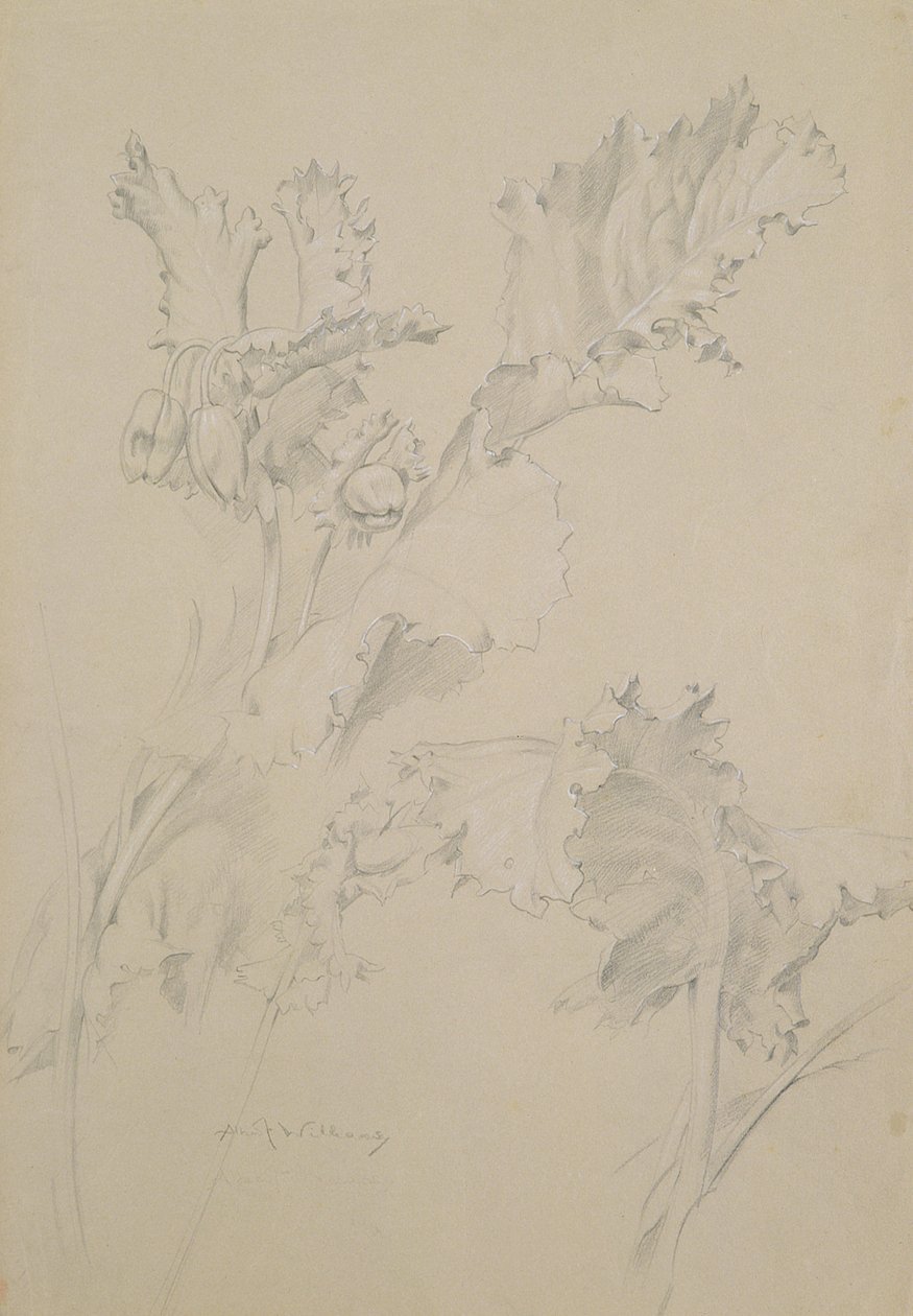 Valmueblader (blyant og kritt på papir) av Albert Williams
