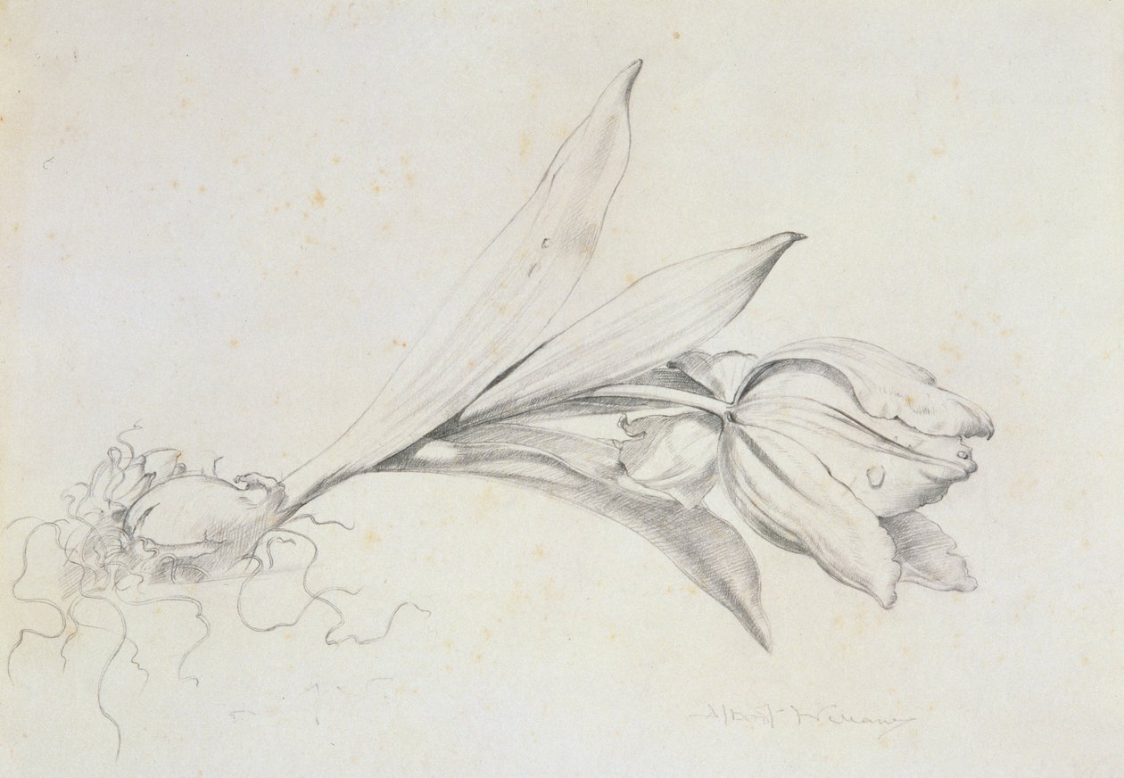 Tulipan av Albert Williams