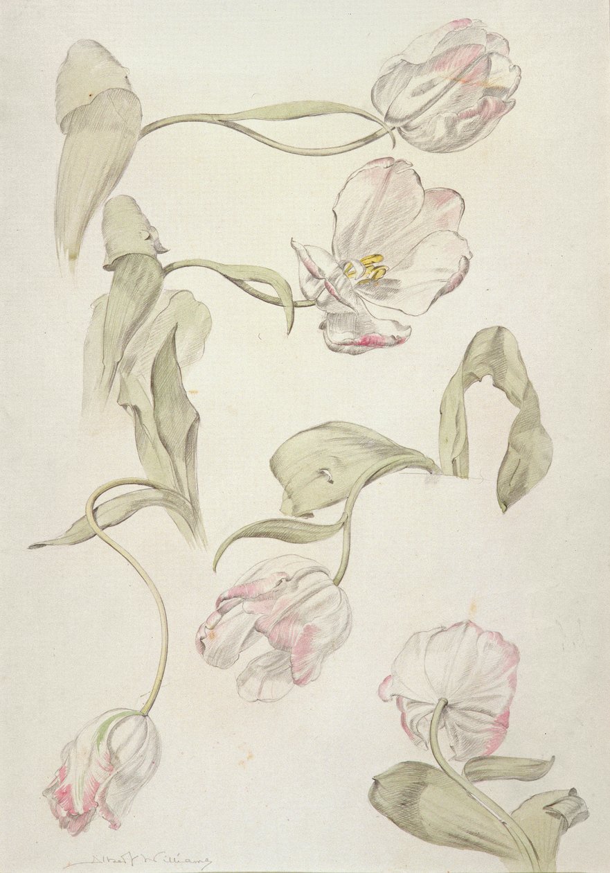 Tulipaner (wc og blyant på papir) av Albert Williams