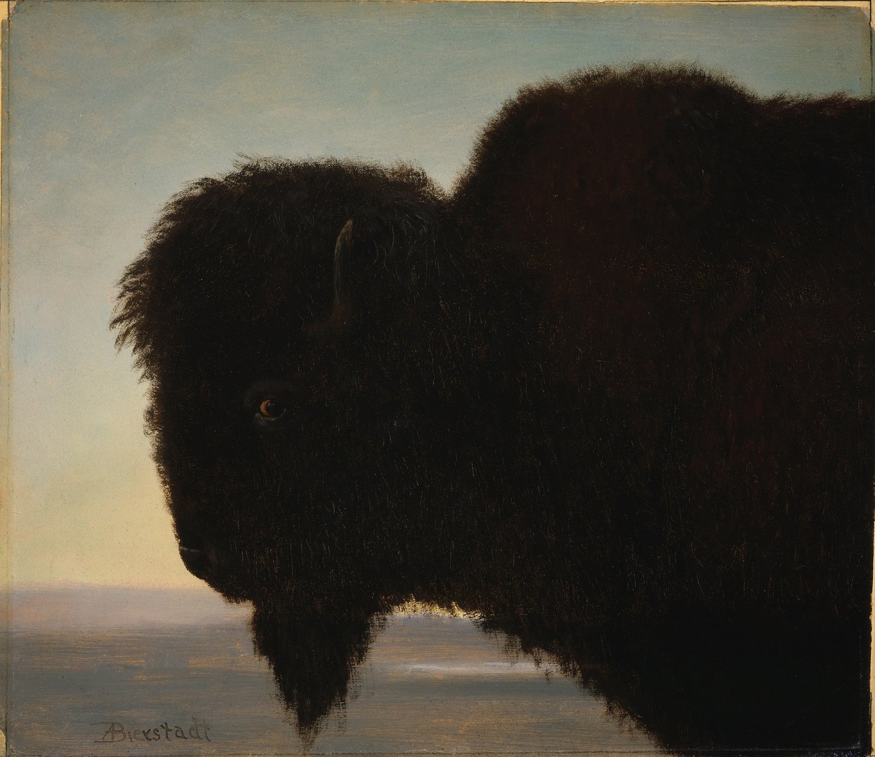 Buffalo Head av Albert Bierstadt