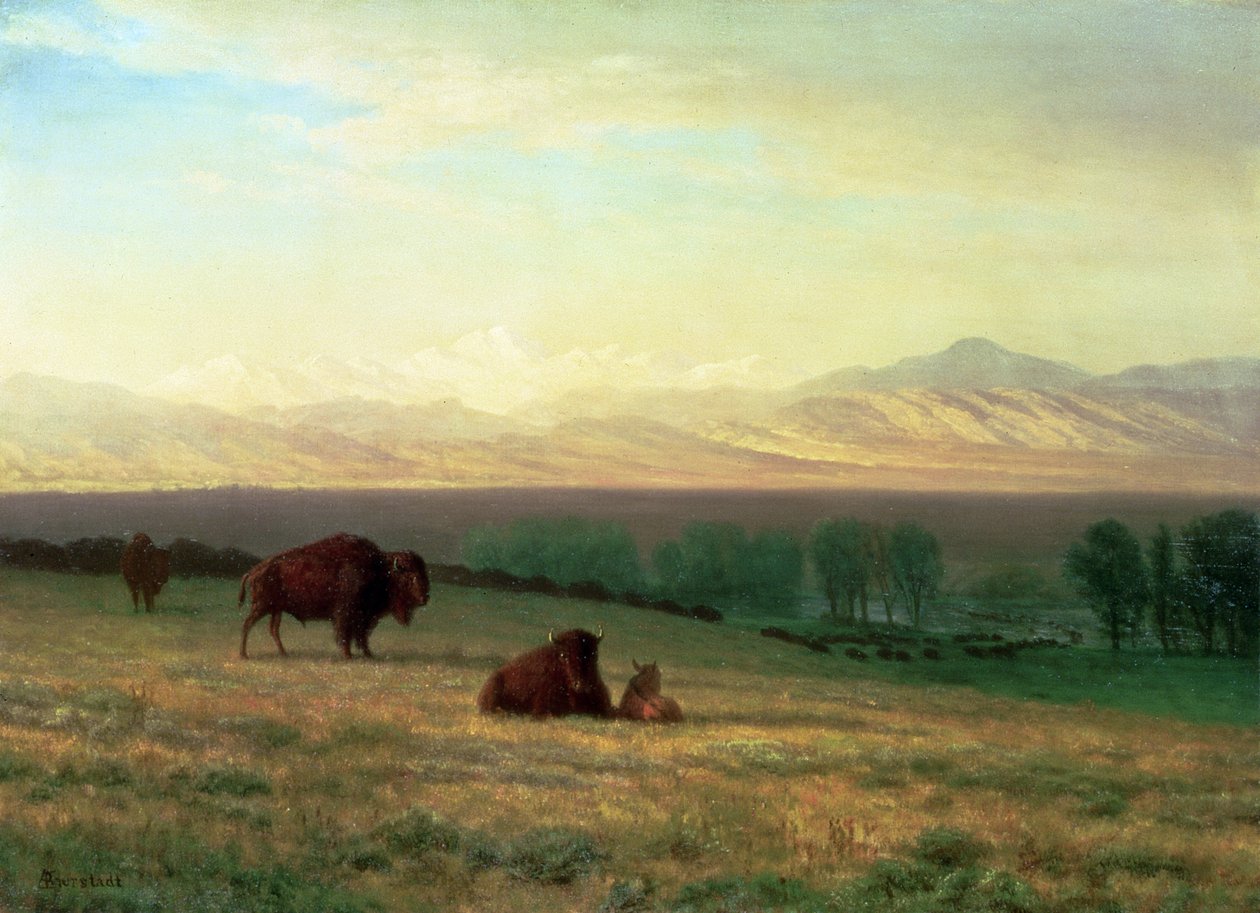 Buffalo on the Plains, ca. 1890 av Albert Bierstadt