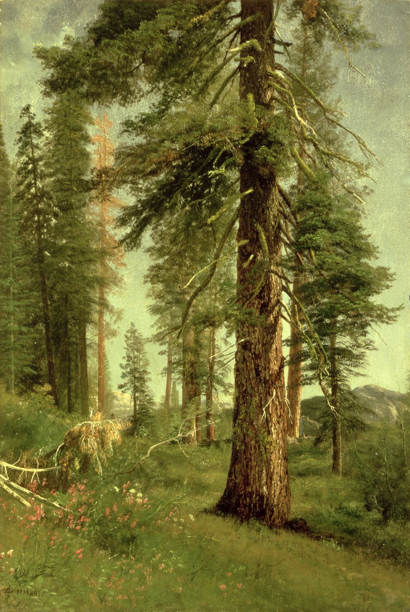 California Redwoods av Albert Bierstadt
