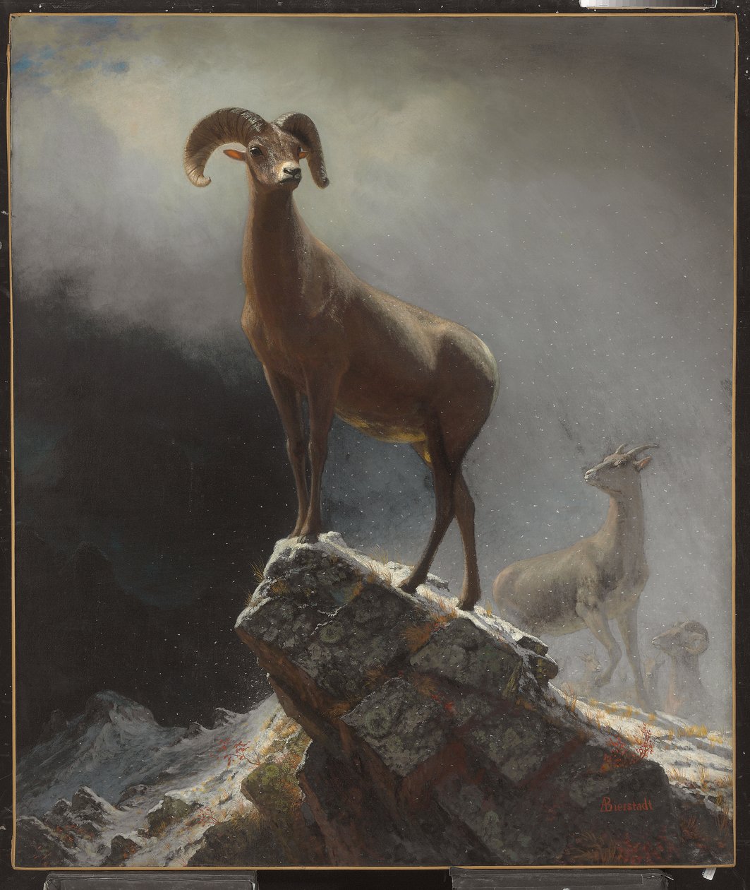 Rocky Mountain Sheep eller Big Horn, Ovis, Montana, ca. 1884 av Albert Bierstadt