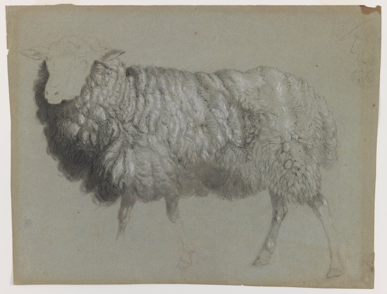 Study of an Ewe, ca. 1855 (grafitt, fargestift og kritt på grågrønt papir) av Albert Bierstadt