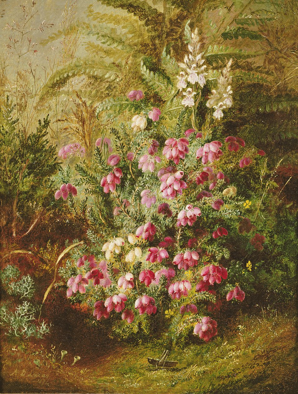 Gresshoppe og Lyng av Albert Durer Lucas