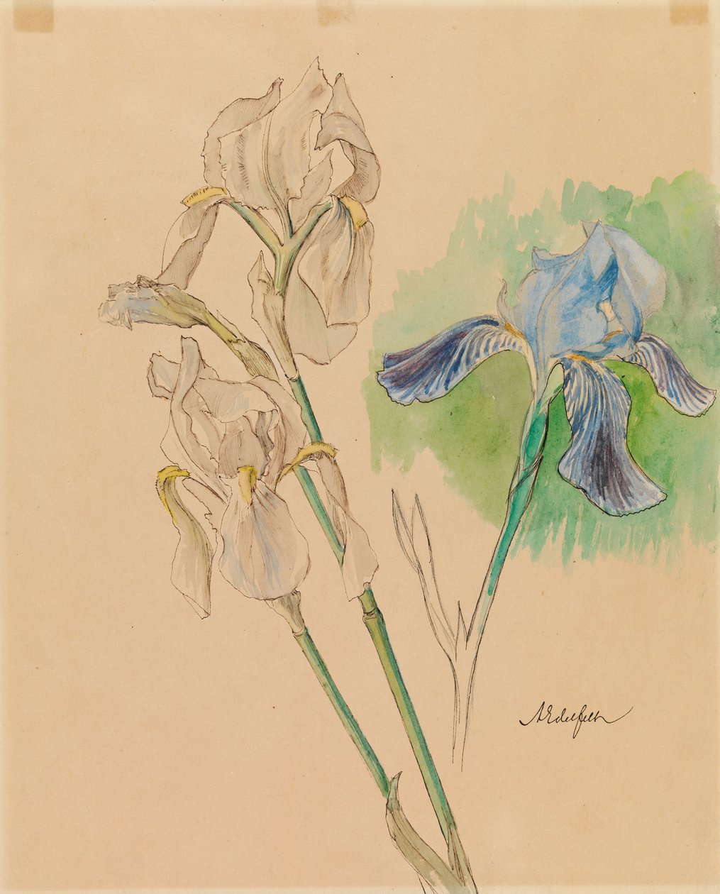 Iris av Albert Edelfelt
