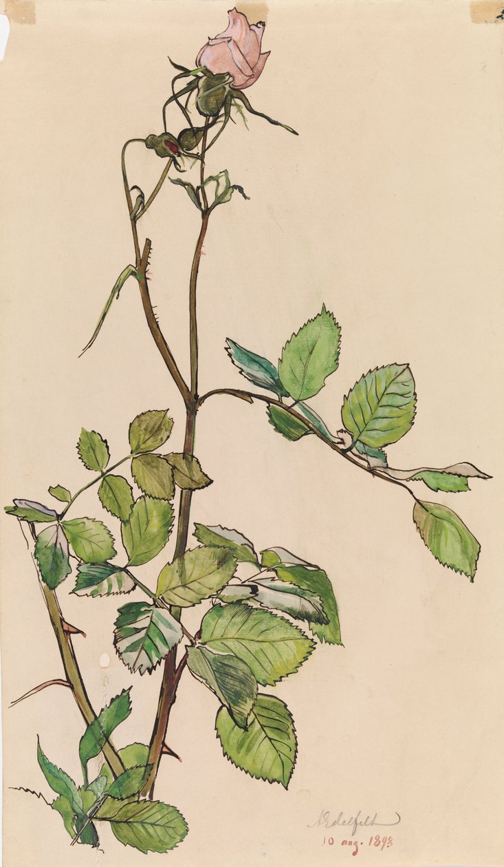 Rose av Albert Edelfelt