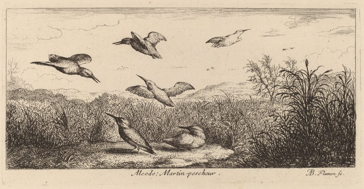 Alcedo, Kingfisher av Albert Flamen
