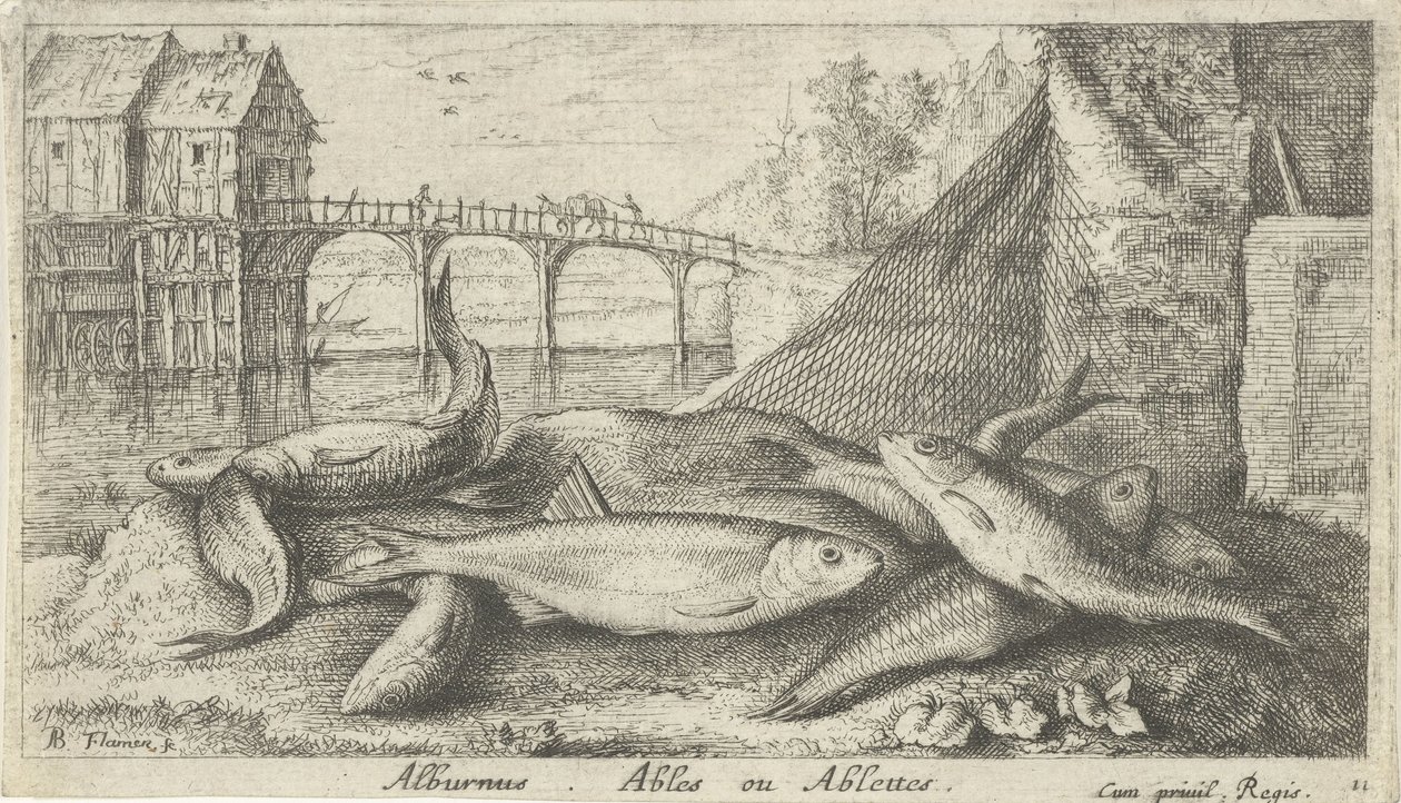 Alvers på en elvebredd alburnus. Ables eller Ablettes. (tittel på objekt) Fisk og andre sjødyr - ferskvanns andre serie (serietittel) Seconde partie de Poissons d