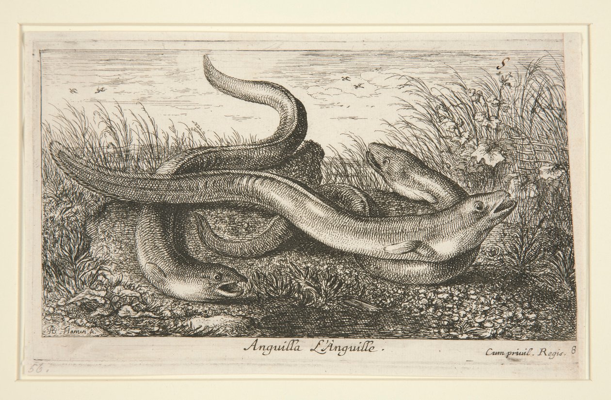 Anguilla. L av Albert Flamen