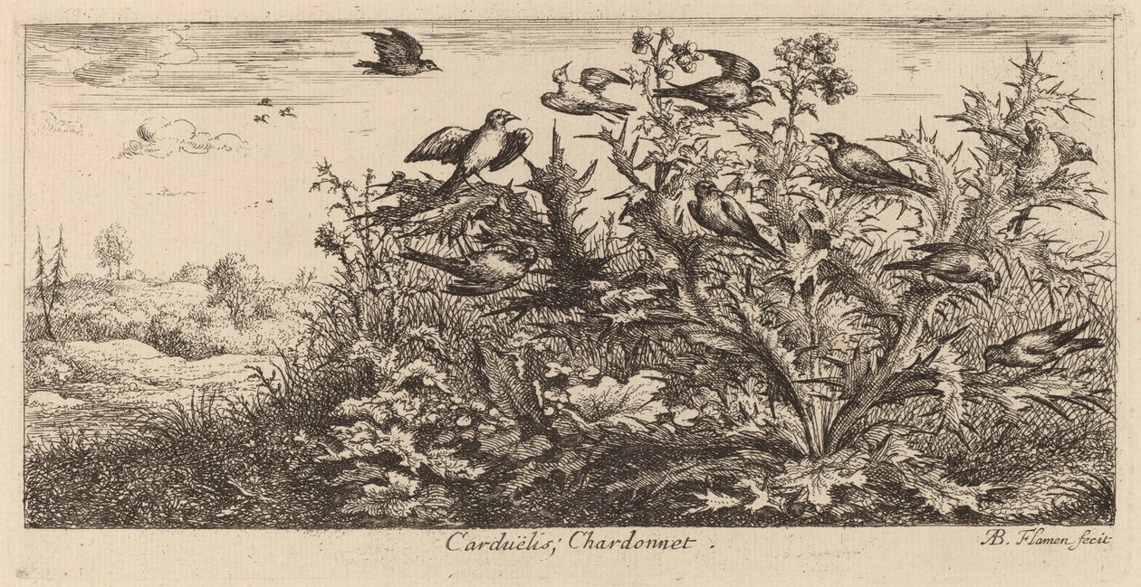 Carduelis, gullfinken av Albert Flamen