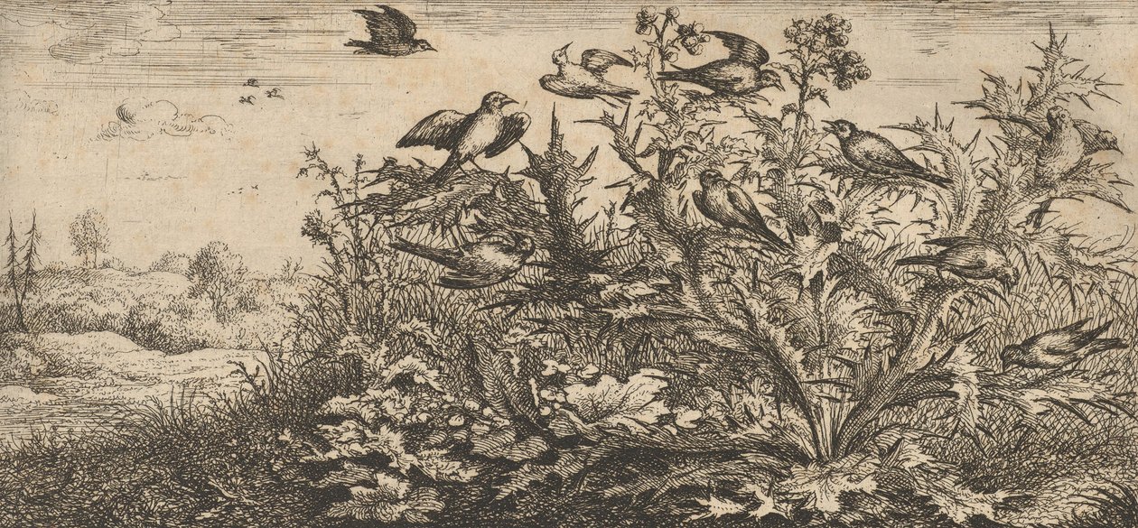 Carduëlis, Chardonnet The Goldfinch: Livre d
