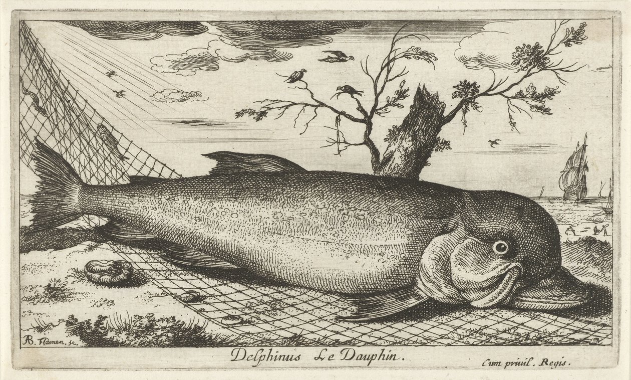 Delfin i et fiskegarn Delphinus Le Dauphin. (tittel på objekt) Fisk og andre sjødyr - saltvann tredje serie (serietittel) Poissons de mer (serietittel) av Albert Flamen